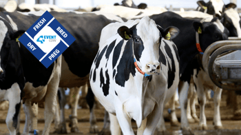 CONCEPT PLUS in the making of an Alta 4-EVENT COW