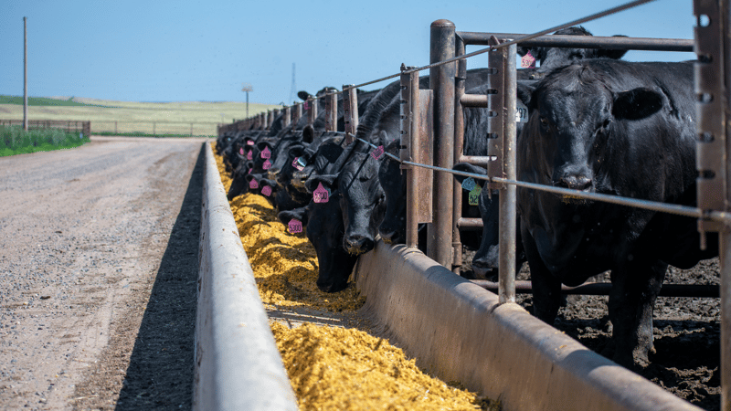 Beef x Dairy: Which breed should you choose?