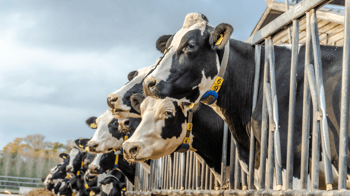 The genetic guide to a long productive life