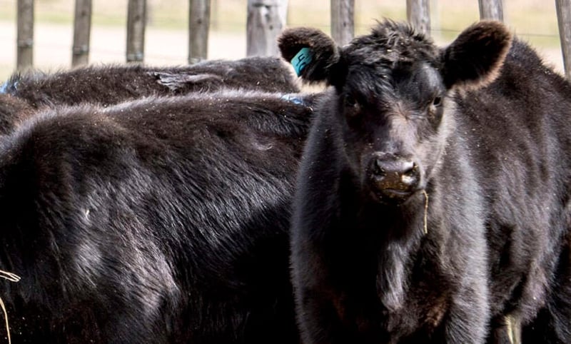 3 questions to help map your Beef on Dairy strategy