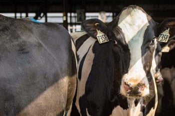 Reproductive success in five fundamental steps