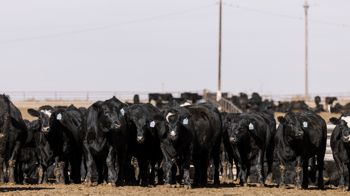 Beef x Dairy: Not all bulls are created equal