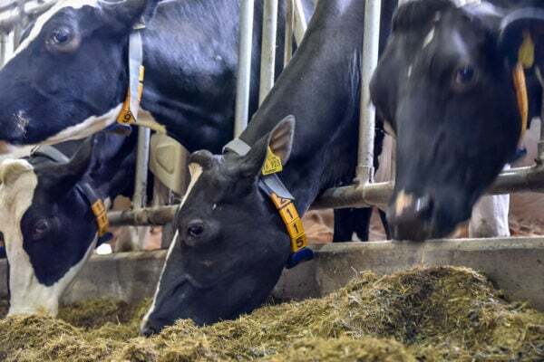 Improve milk yield with herd eating patterns