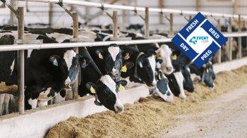 The making of an Alta 4-EVENT COW