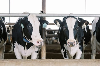 The New 2025 NM$ Index