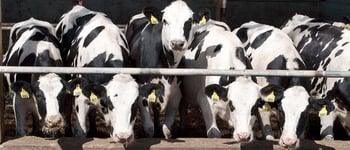 Predict future production using average daily gain