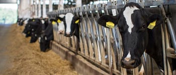 Sire selection vs. mating program