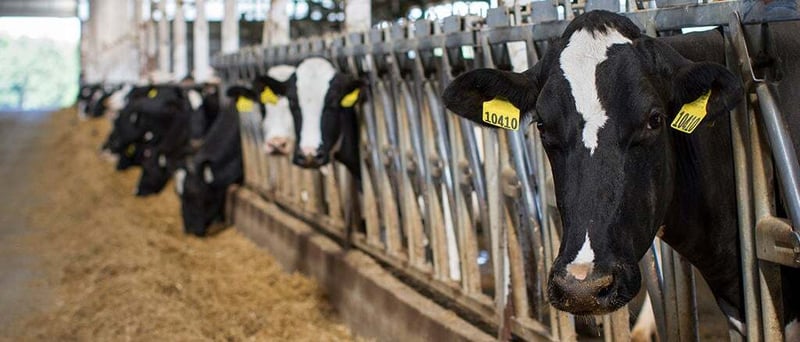 Sire selection vs. mating program