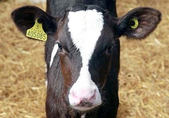 The top three ways to make genetic progress