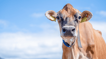 Jersey generation counts and breed purity