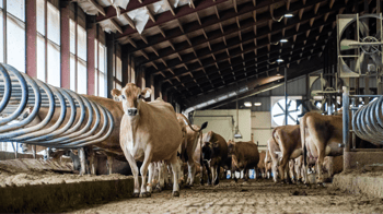 The New, Brighter FUTURE STARS