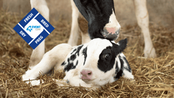 Two Alta 4-EVENT COWS - Blog