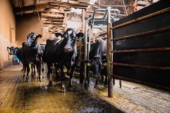 What to look out for when buying a sorting gate